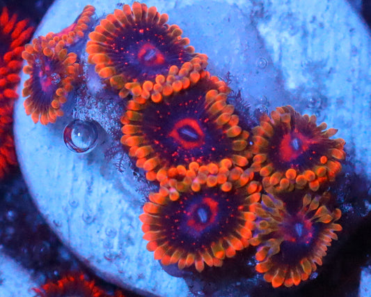 MIND TRICK ZOAS