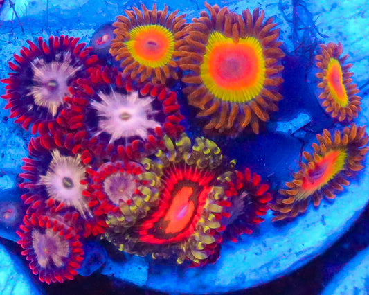 ZOA COMBO