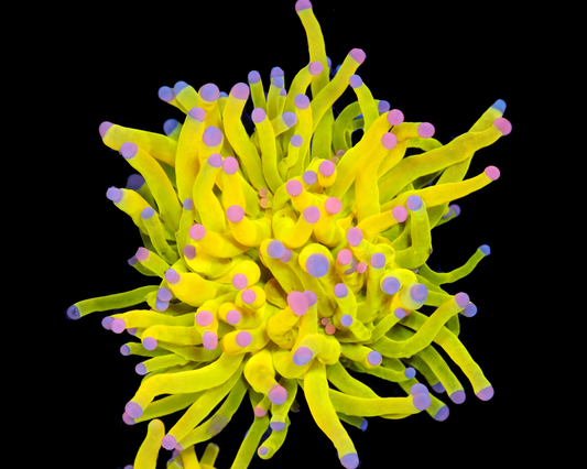 SKITTLES HOLY GRAIL TORCH