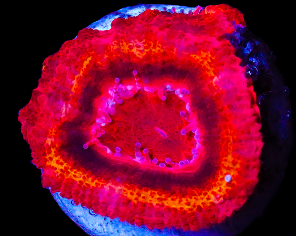 818'S BLACK HOLE SUN ACAN