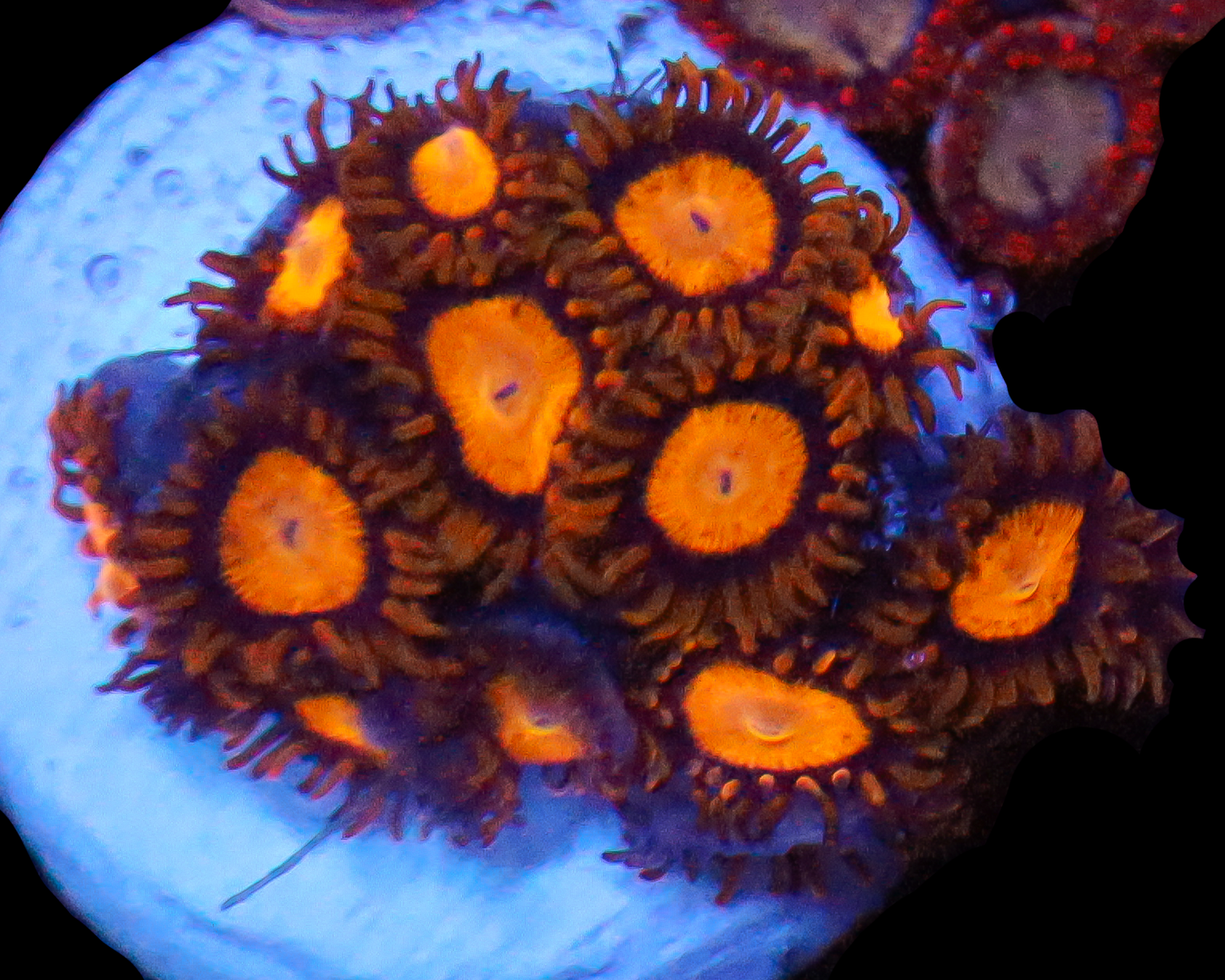 KING MIDAS ZOAS