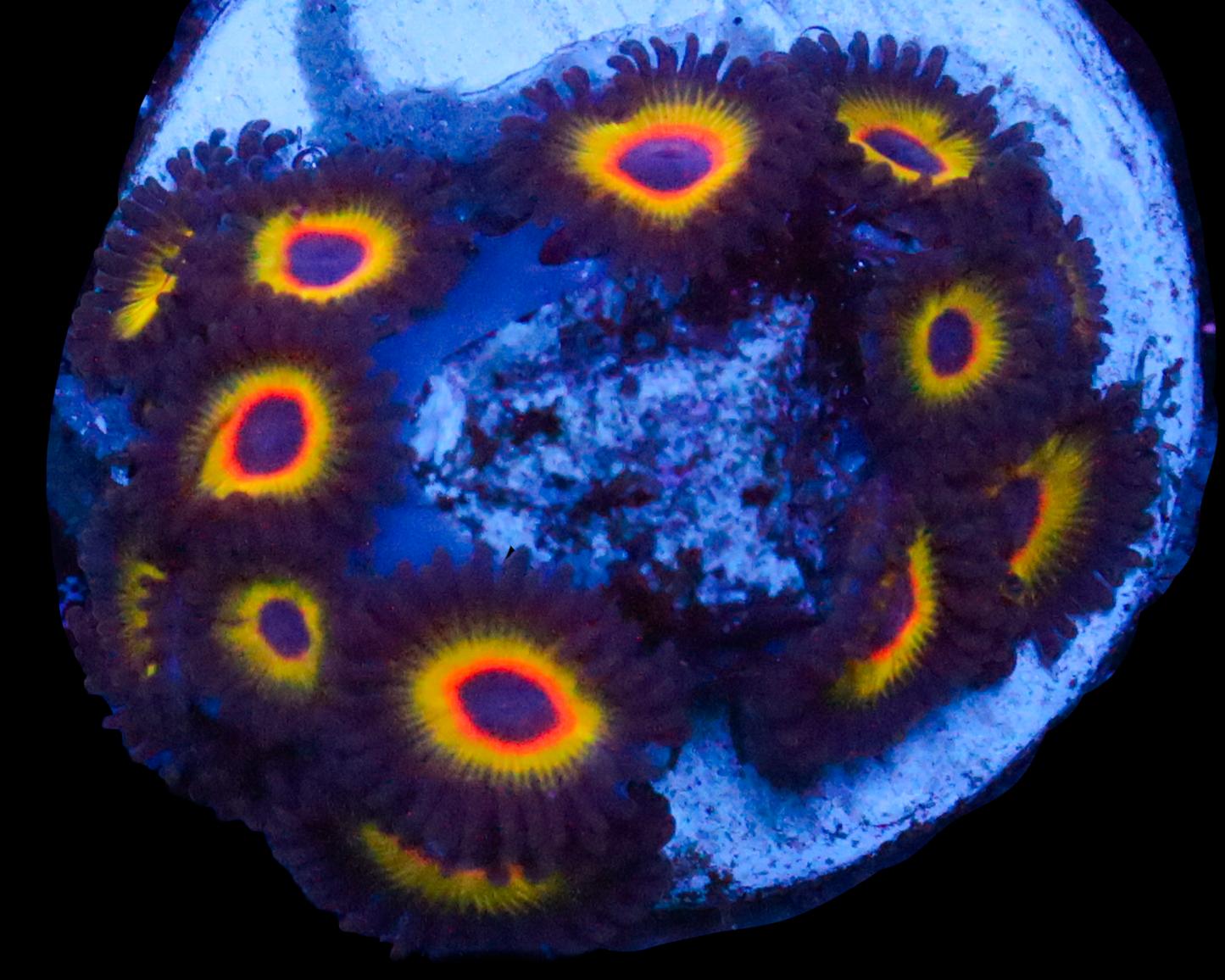 BOB MARLEY ZOAS