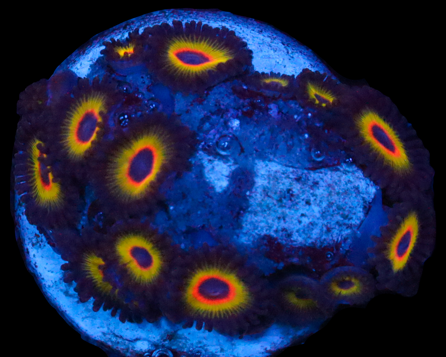 BOB MARLEY ZOAS