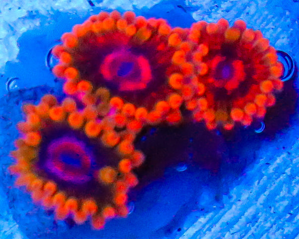 MIND TRICK ZOAS