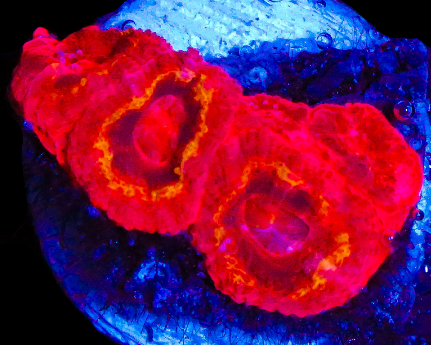 818'S BLACK HOLE SUN ACANS