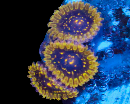 EXOSPHERE ZOAS