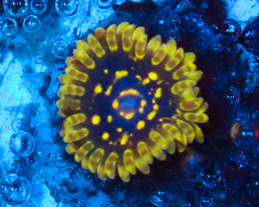 EXOSPHERE ZOA