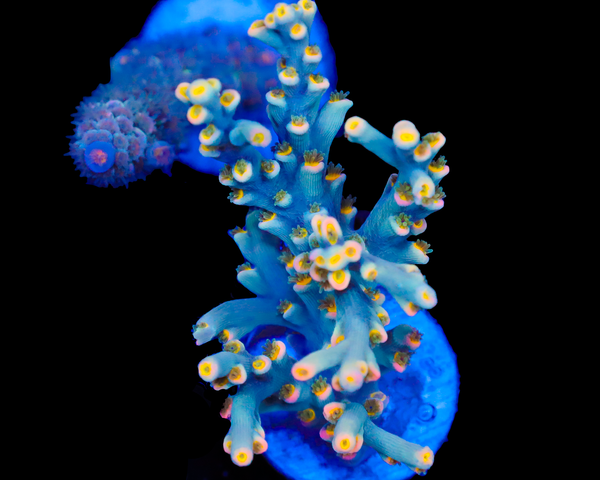 818'S BLUE SUEDE SPECIOSA CHUNKY