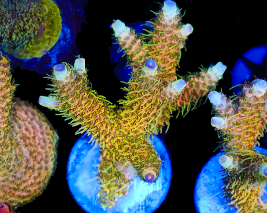 818'S SANDSTORM MILLIE CHUNKY