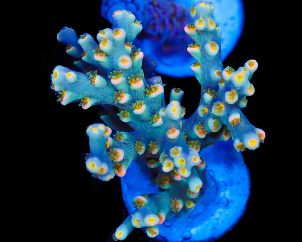 818'S BLUE SUEDE SPECIOSA CHUNKY