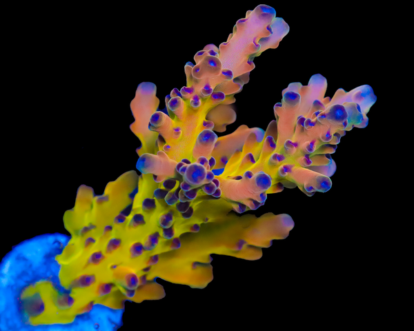 818'S WILDSIDE LOKANI MINI COLONY