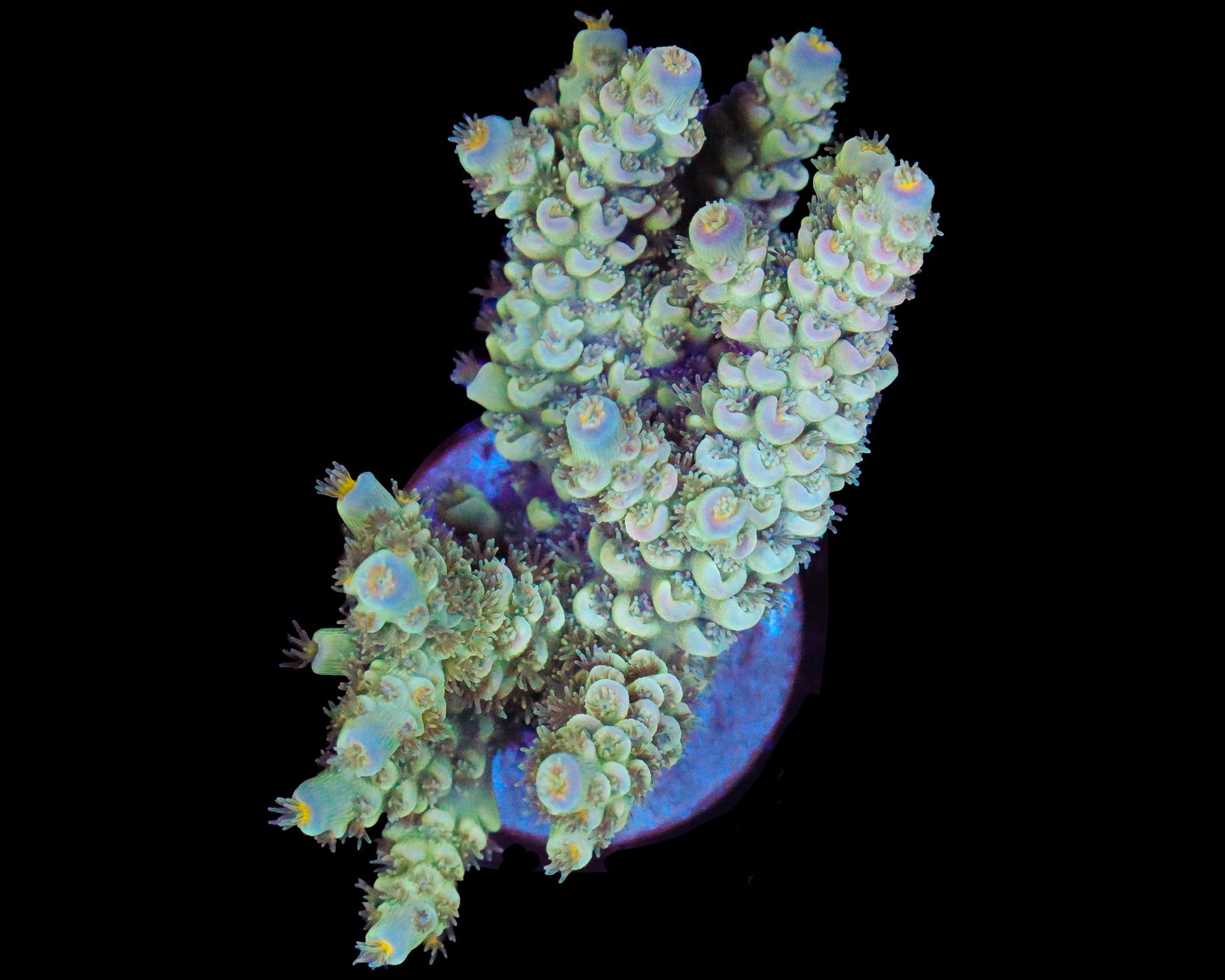 INDO TENUIS CHUNK