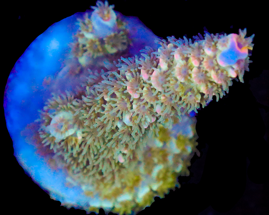 NEW RELEASE MALAYSIAN TENUIS