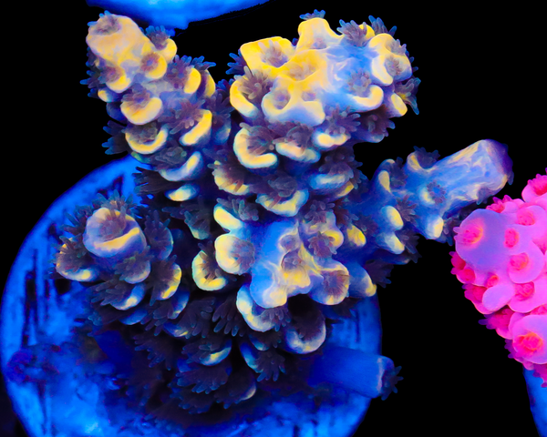 818'S SUPERBERRY TENUIS GRAFTED