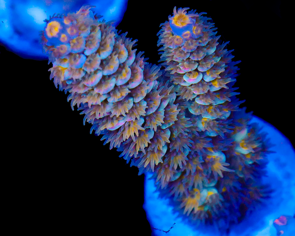 818'S SUPERNOVA TENUIS