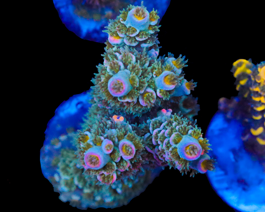 818'S BLUE SUEDE TENUIS