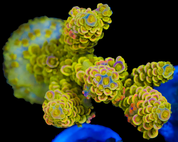 818'S AFTERMATH TENUIS XL CHUNK