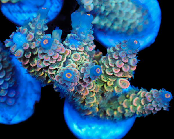 818'S POP ROCKS TENUIS CHUNK