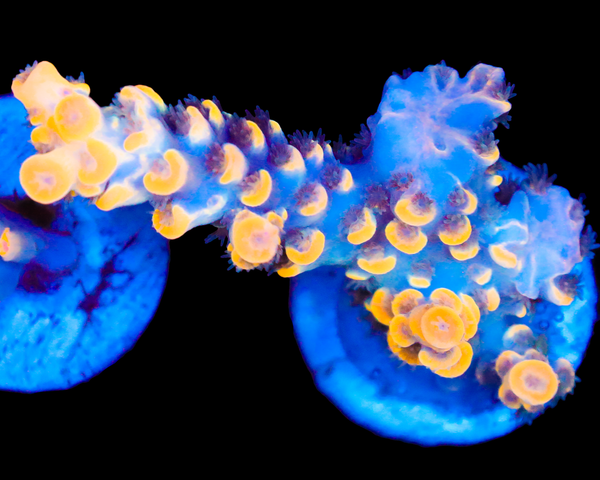 818'S NEBULA TENUIS GRAFTED