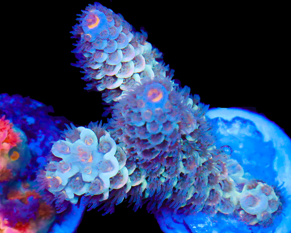 818'S STORMTROOPER TENUIS