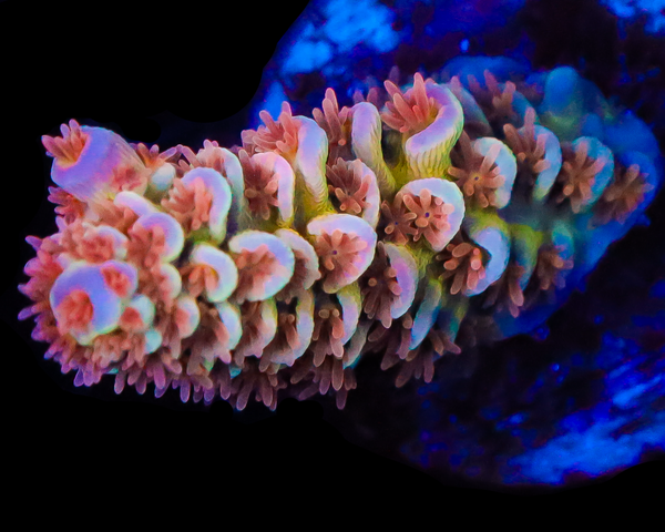 818'S SPITFIRE TENUIS