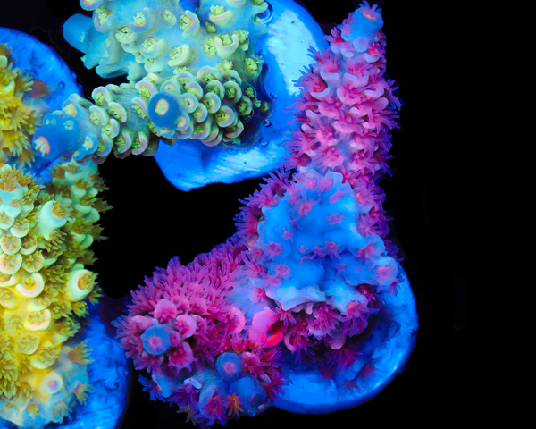 818'S PLUMBERRY TENUIS CHUNK