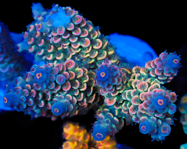 818'S POP ROCKS TENUIS CHUNK