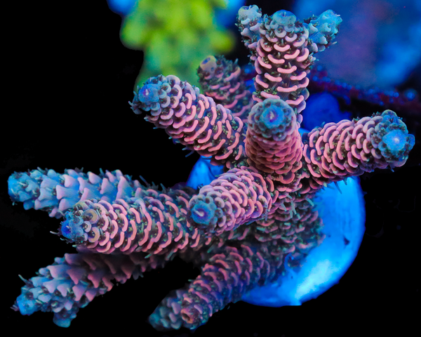 NEW RELEASE MILLIE CHUNKY