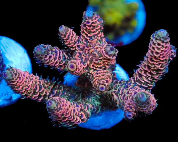 NEW RELEASE MILLIE CHUNK