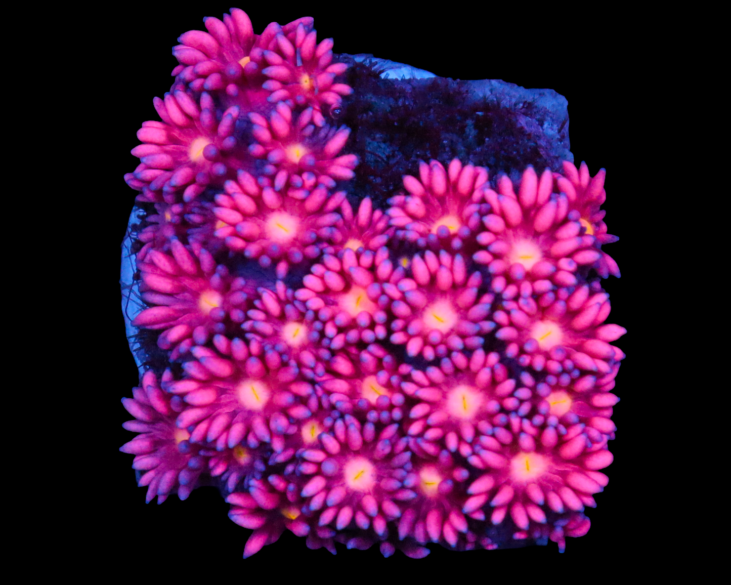 818'S SWEETLIPS GONI