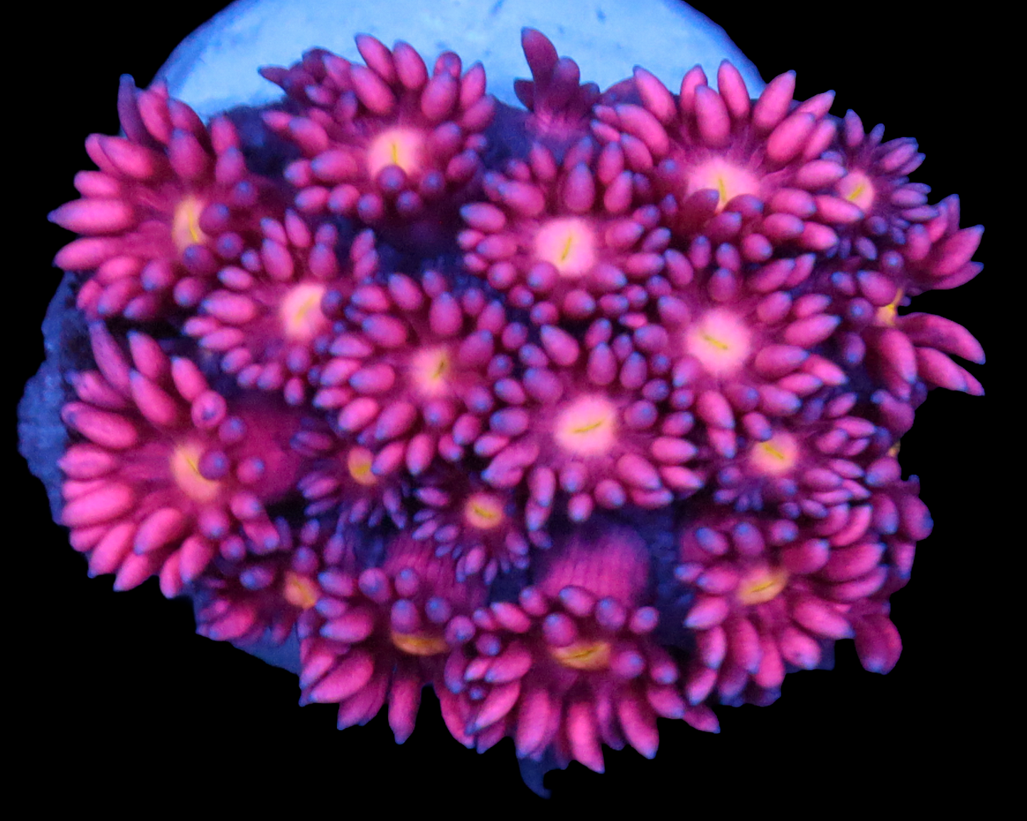 818'S SWEETLIPS GONI