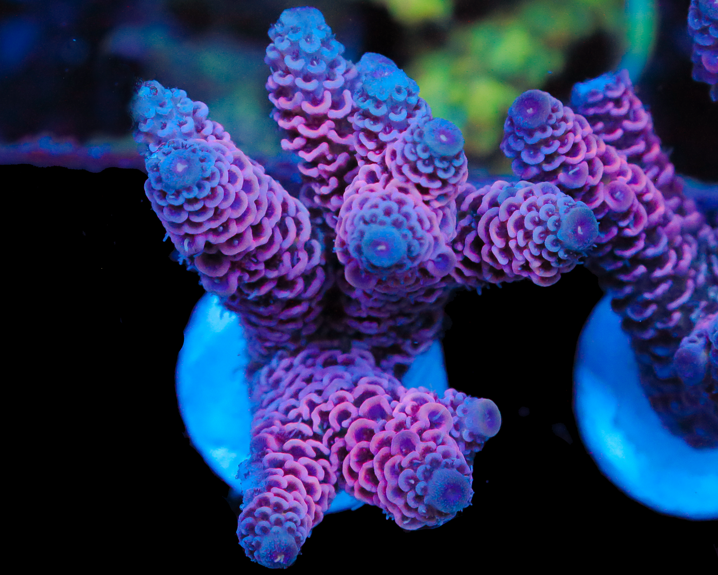 NEW RELEASE MILLIE CHUNK