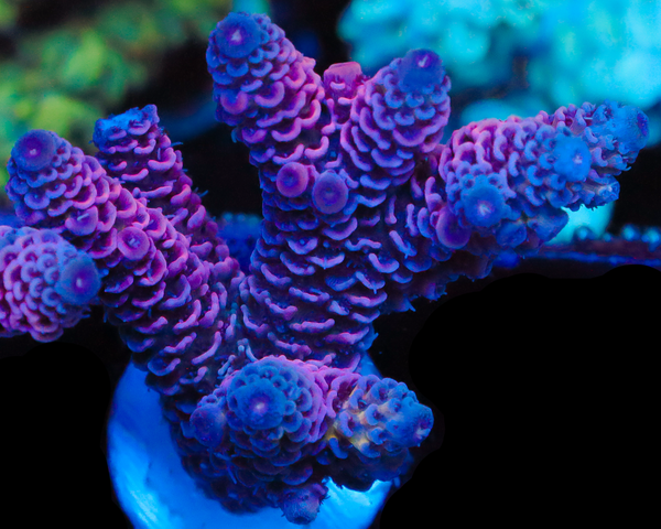 NEW RELEASE MILLIE CHUNKY