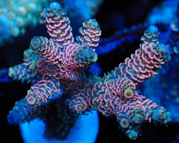 NEW RELEASE MILLIE CHUNKY