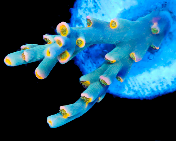 818'S BIG WAVE SPECIOSA