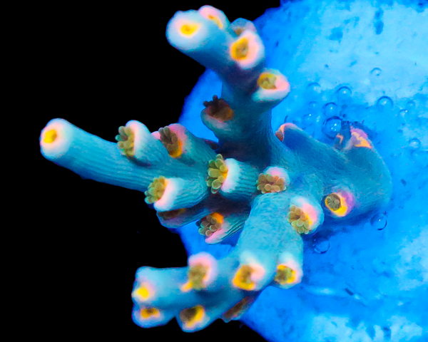 818'S BIG WAVE SPECIOSA