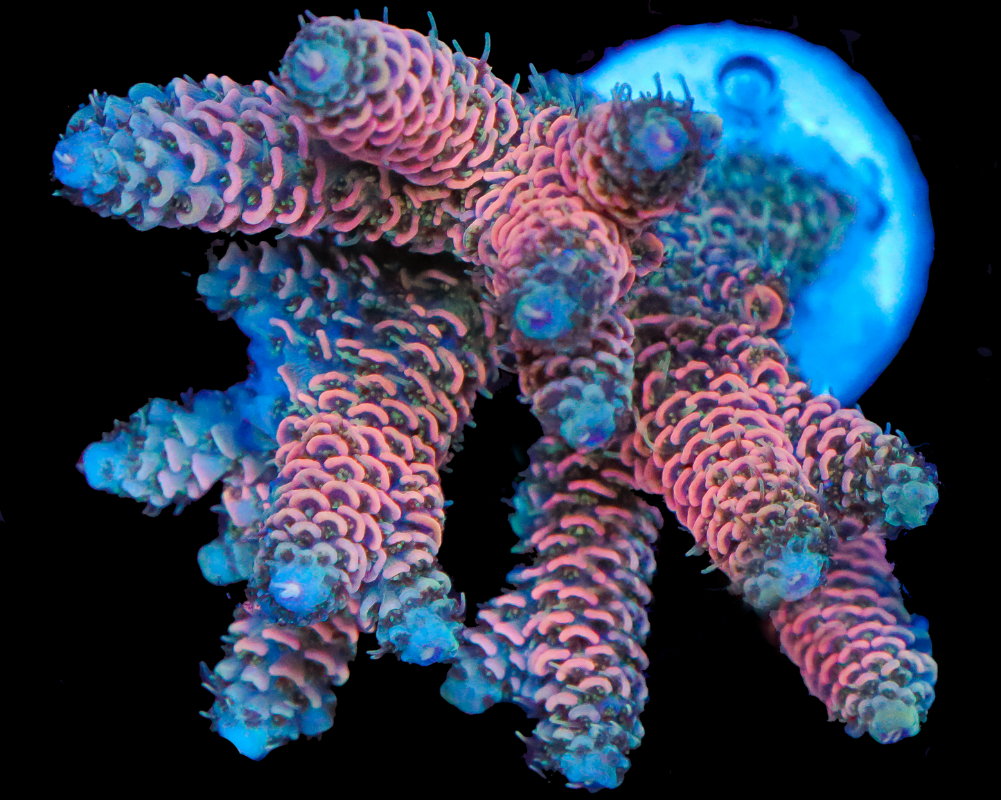 NEW RELEASE MILLIE CHUNK