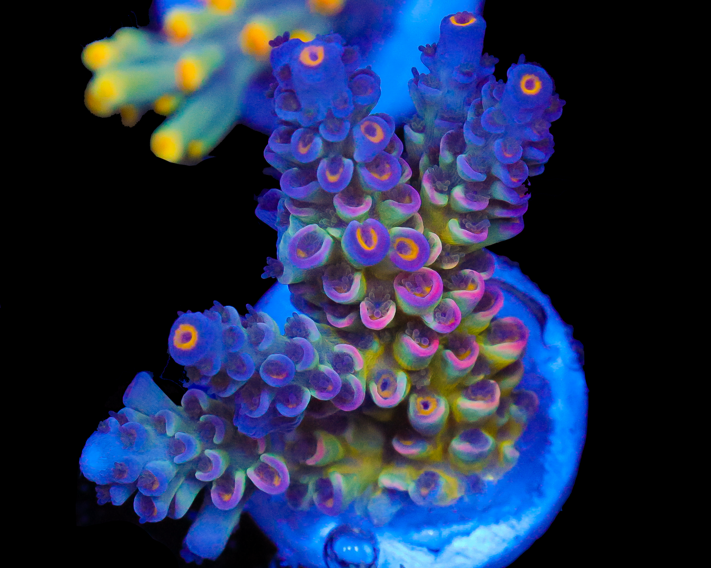 818'S SIERRA MIST TENUIS