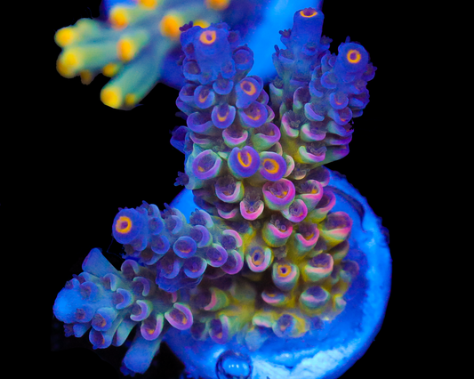 818'S SIERRA MIST TENUIS