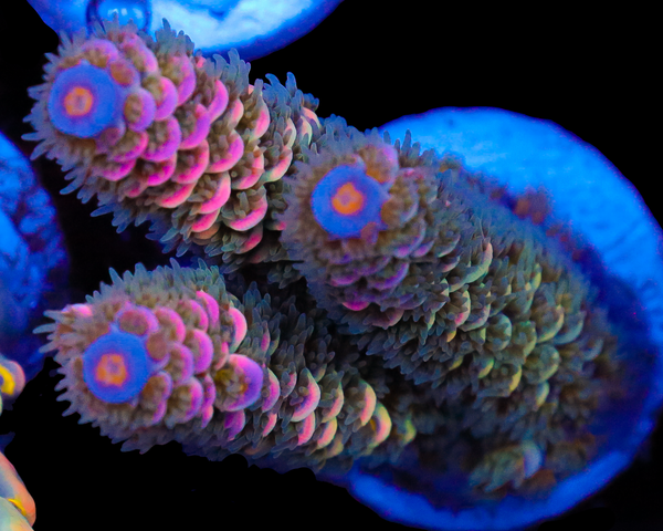 818'S WET DREAM TENUIS