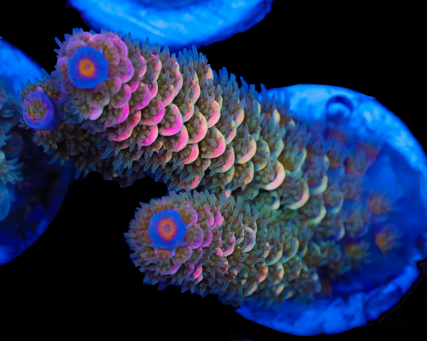 818'S WET DREAM TENUIS