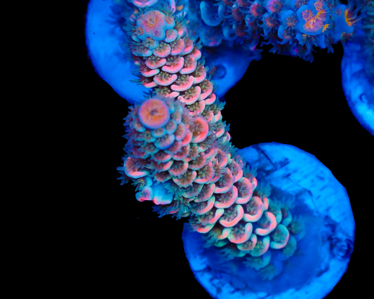 818'S WHITE FIRE TENUIS