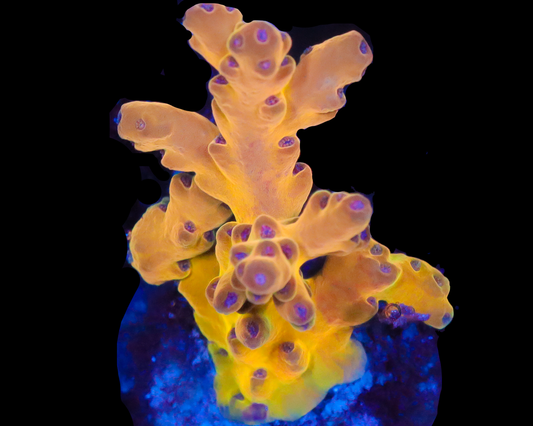 818'S SCREWDEIVER LOKANI