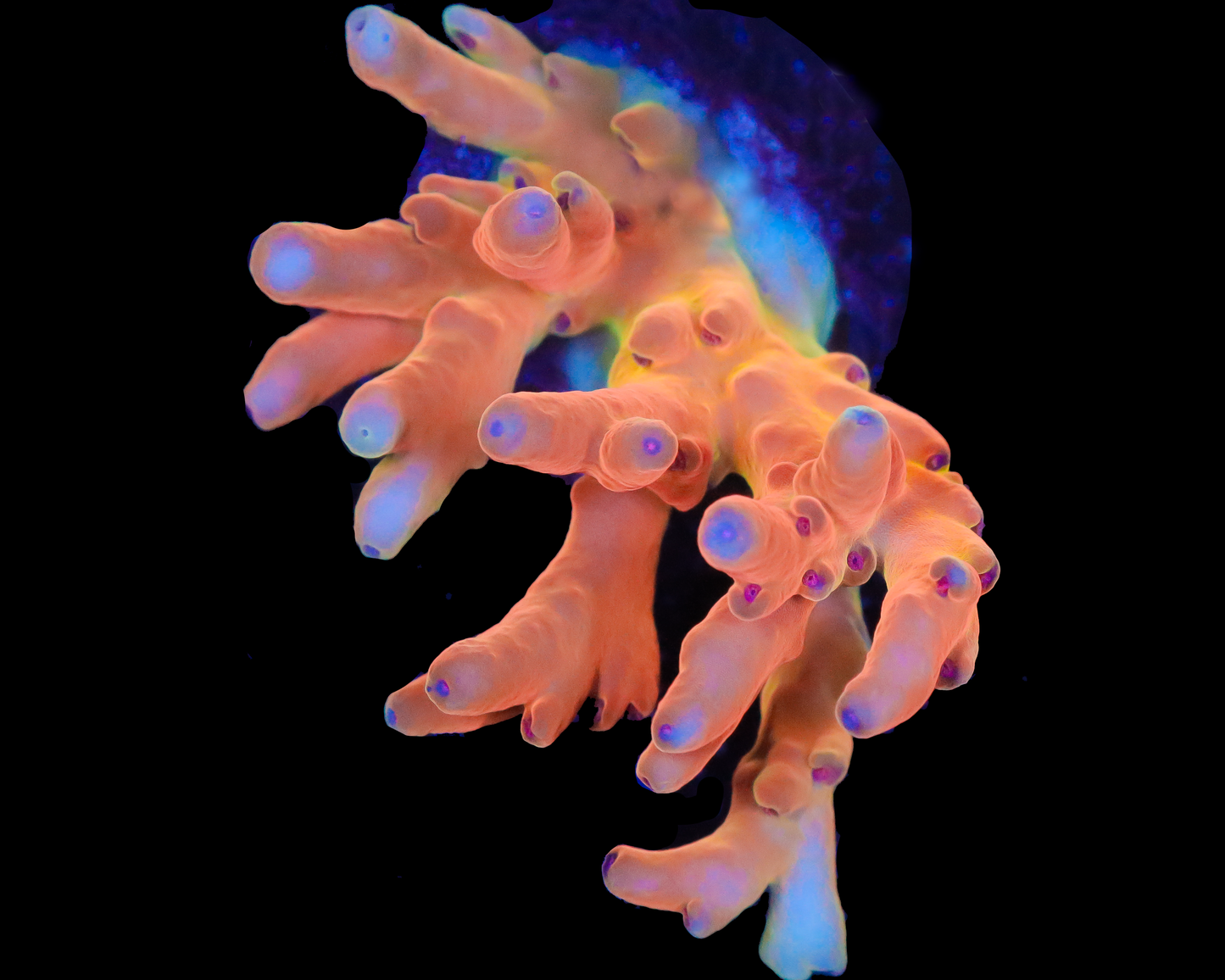 818'S PARADISE PUNCH LOKANI CHUNK