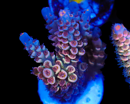 818'S RED VELVET TENUIS