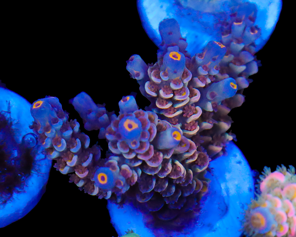 818'S RED VELVET TENUIS