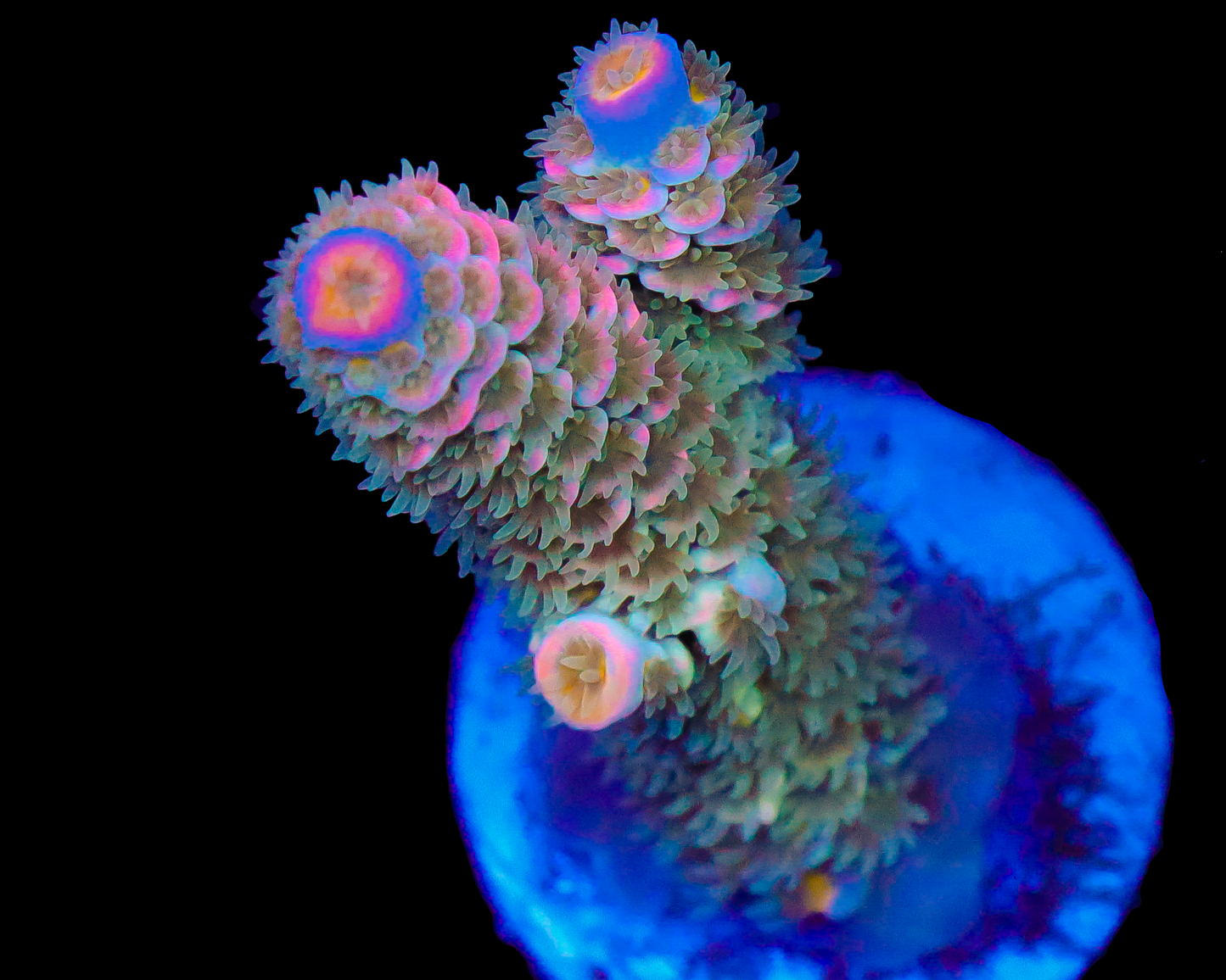 818'S VICTORIA SECRET TENUIS