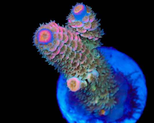 818'S VICTORIA SECRET TENUIS