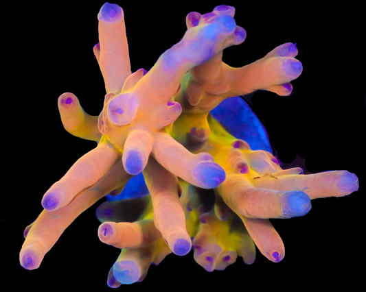 818'S GLOWSTICK LOKANI