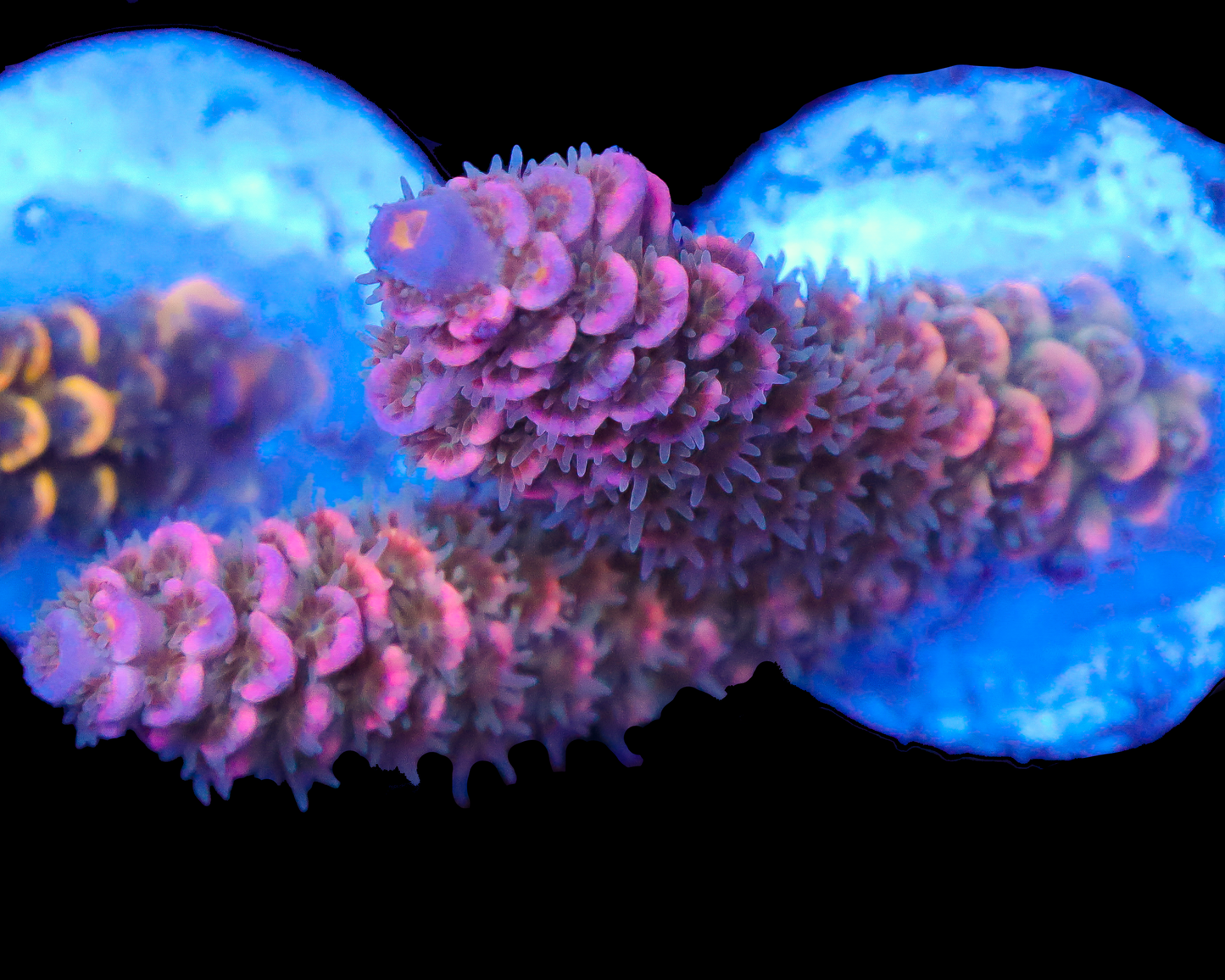 818'S PINK PASSION TENUIS CHUNKY